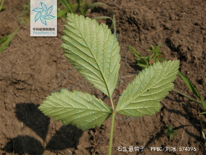  p>石生悬钩子(学名: b>rubus /b>  b>saxatilis /b> l.