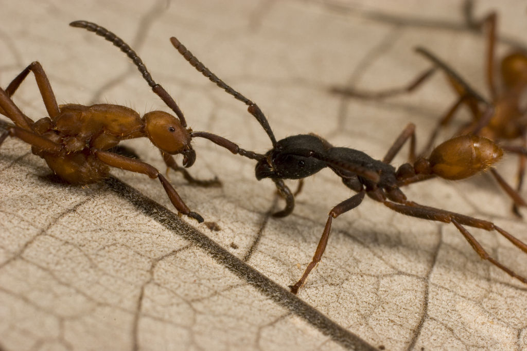  p data-id="gnsss6s1no">行军蚁(英文名:army ant)又称"军团蚁".