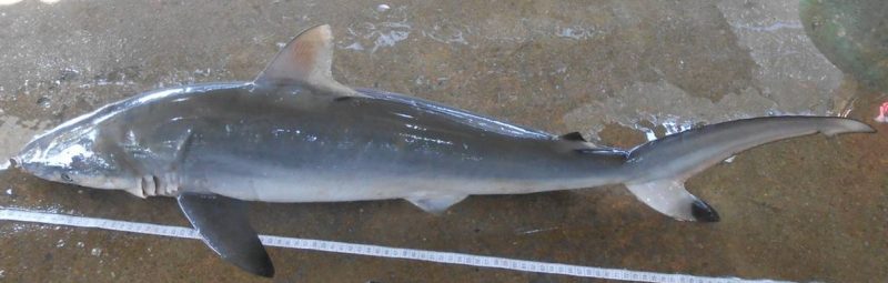 carcharhinus sorrah