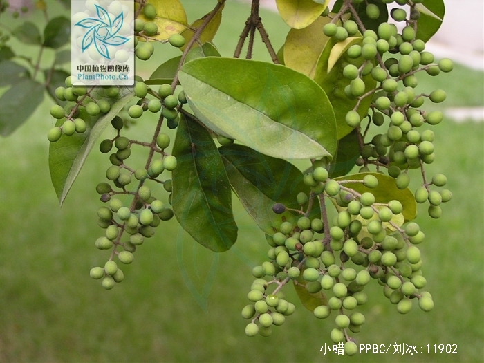  p>小蜡(学名: i>ligustrum sinense /i> lour.