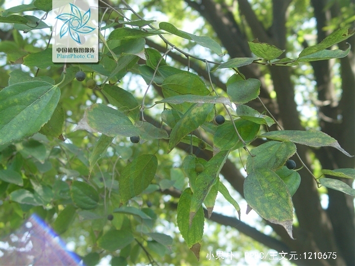 是 a target="_blank" href="/item/双子叶植