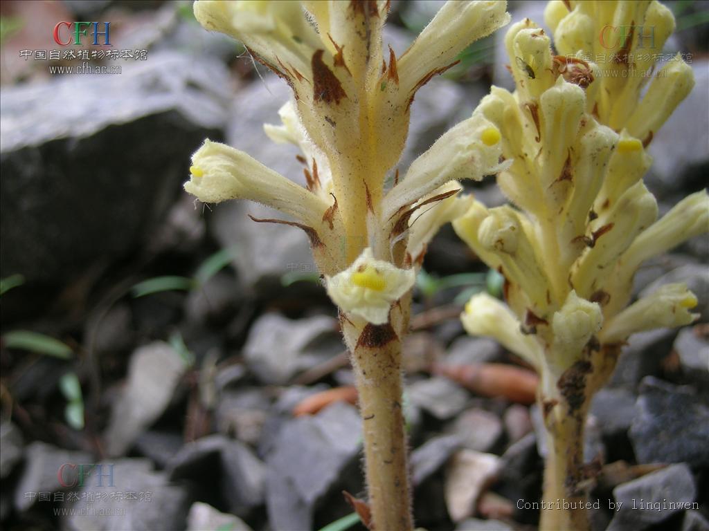 ="#" data-lemmaid="9429163">木通马兜铃 /a>,马木通,草苁蓉,独根草