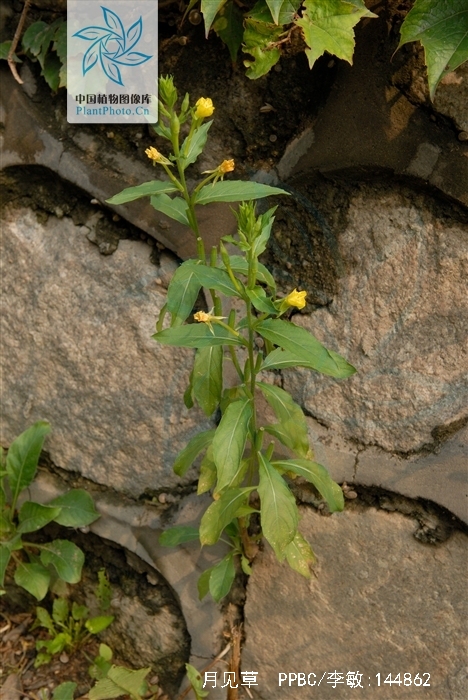 月光草