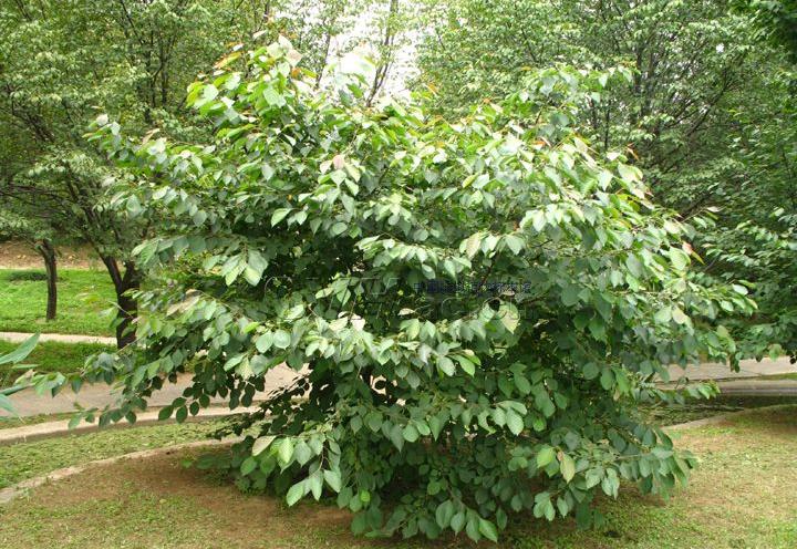  p>领春木(学名: i>euptelea pleiospermum /i> hook. f. et thoms.