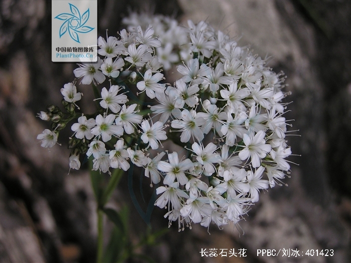 是石竹科石头花属植物,多年生草本,高60-100厘米.