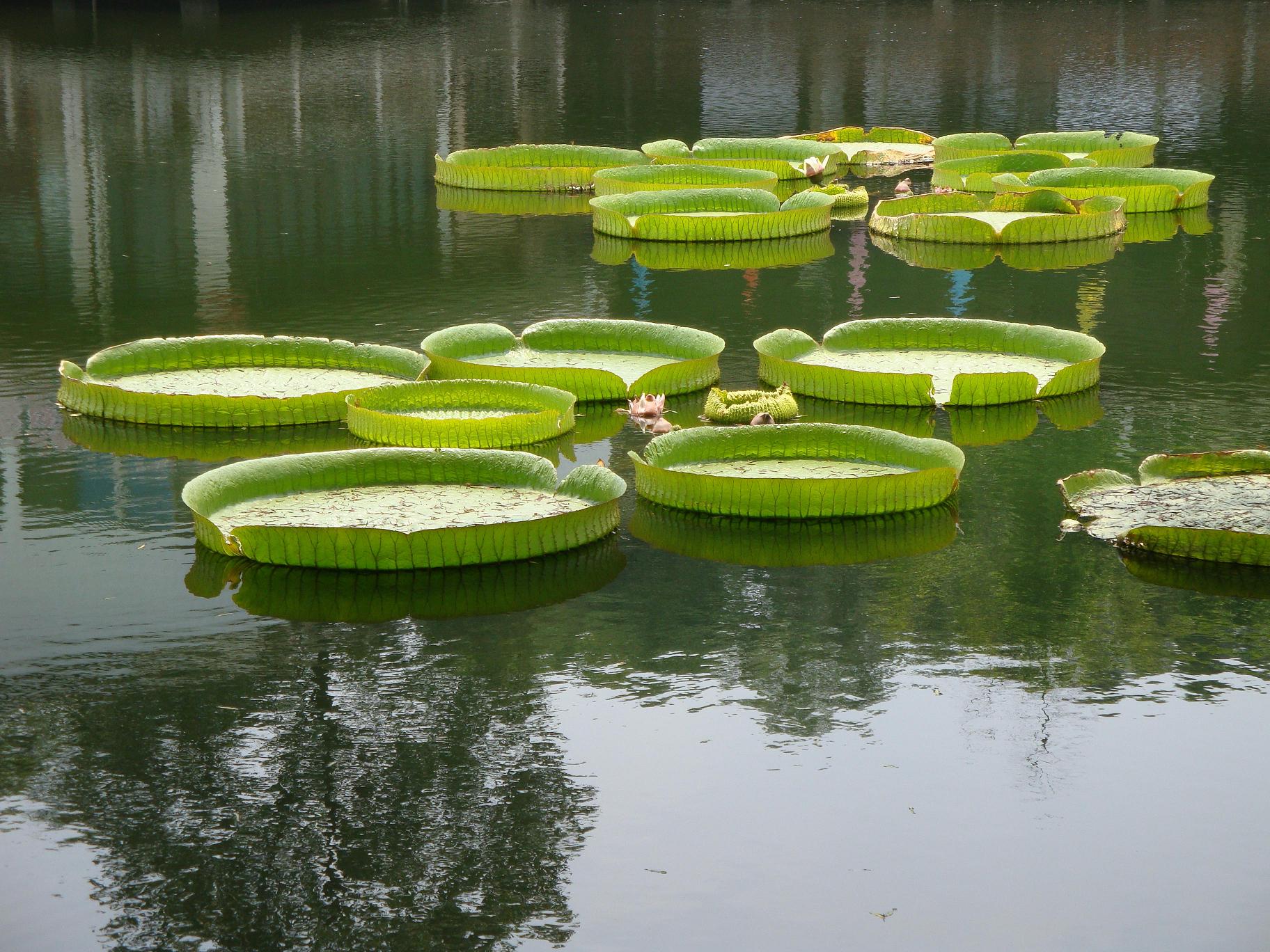  p data-id="gnb30bzeb7">霸王莲(学名:小叶王莲,叶王莲,帝王莲,大叶