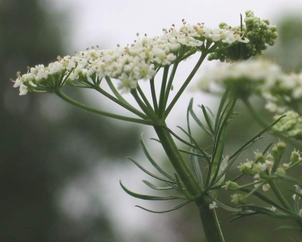 孜然芹属, a href="#" data-lemmaid="6744347">伞形目 /a>, a href=