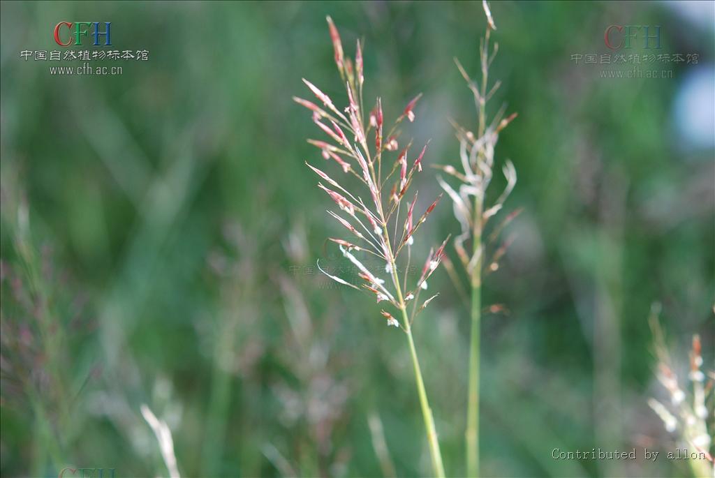  p>须茅属,禾本科,约20种,广布于东半球热带和 a target="_blank"