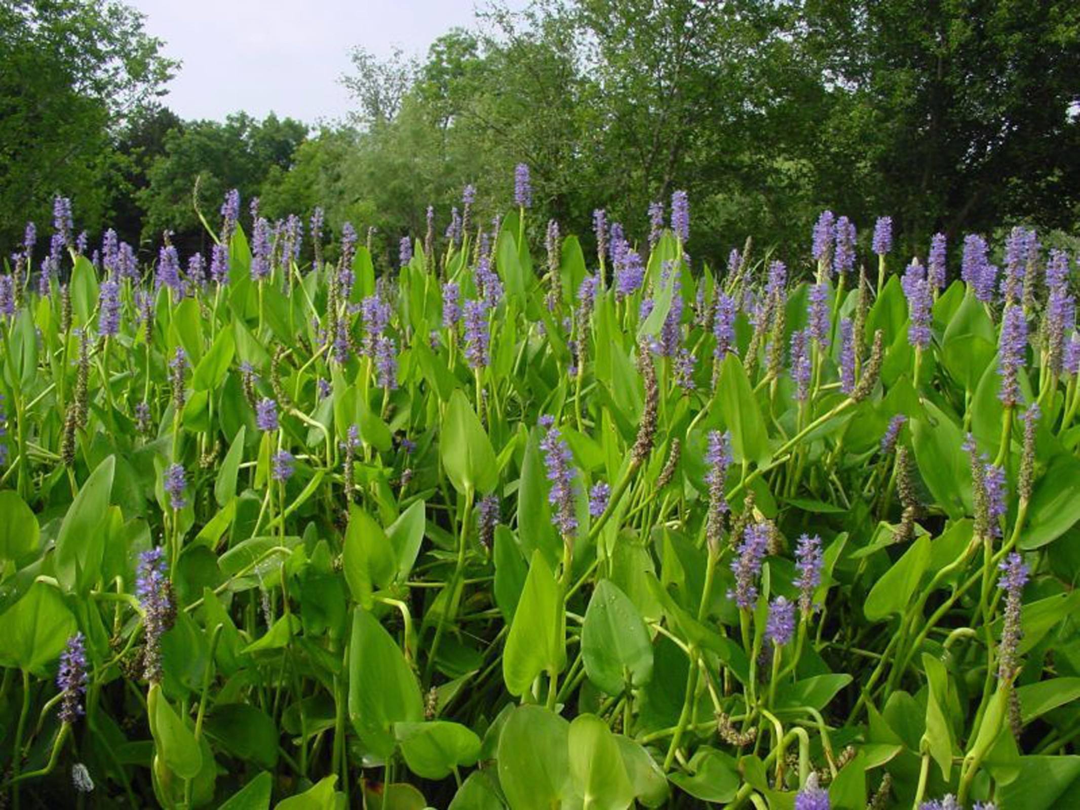  p>梭鱼草(学名: i>pontederia cordata /i> l.