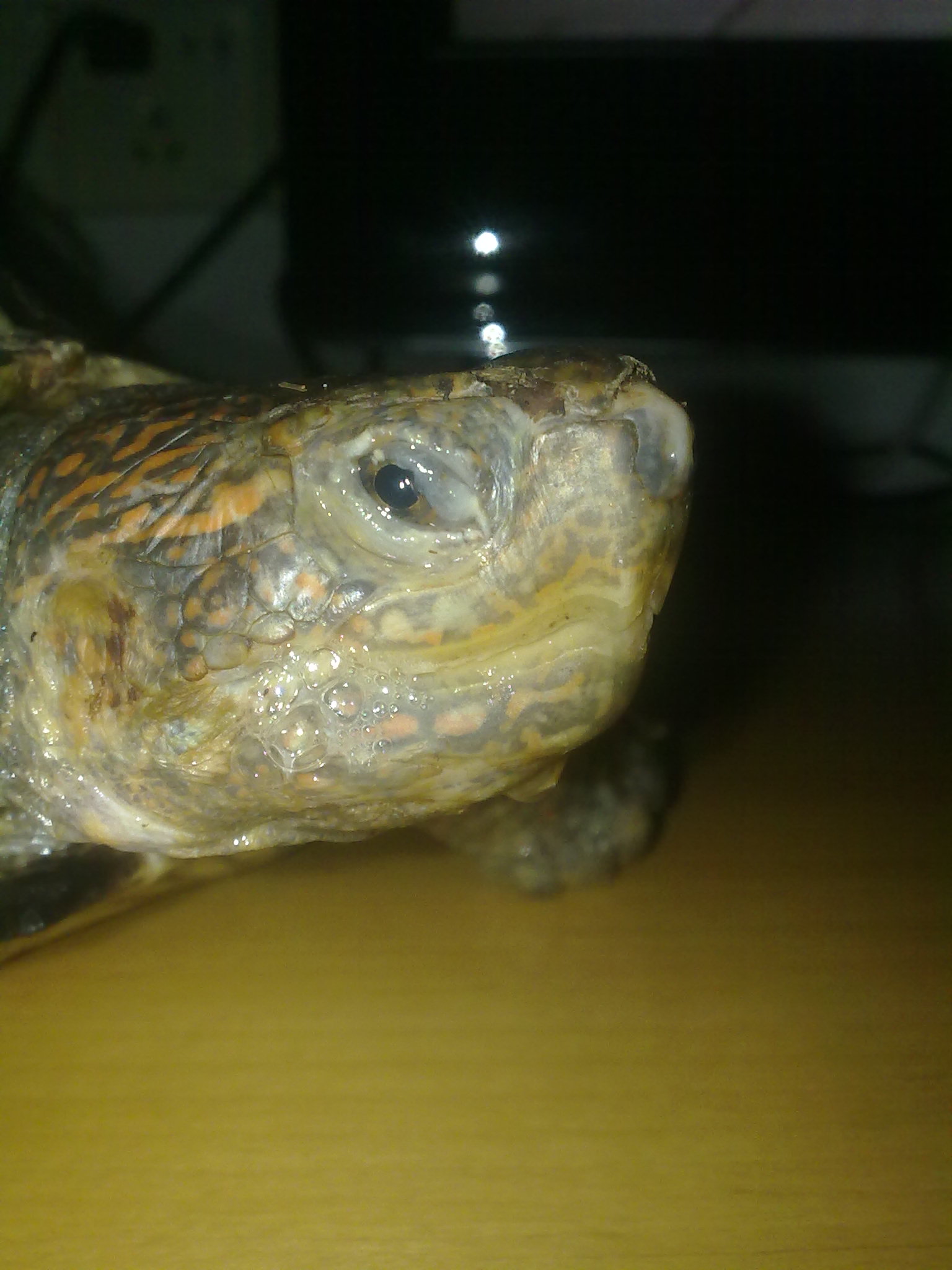  p>亚洲巨龟(学名: i>heosemys grandis /i>)是地龟科,东方龟属动物.