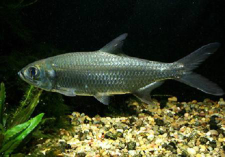  p>大海鲢(学名: i>megalops cyprinoids /i>)是大海鲢科,大海鲢属一