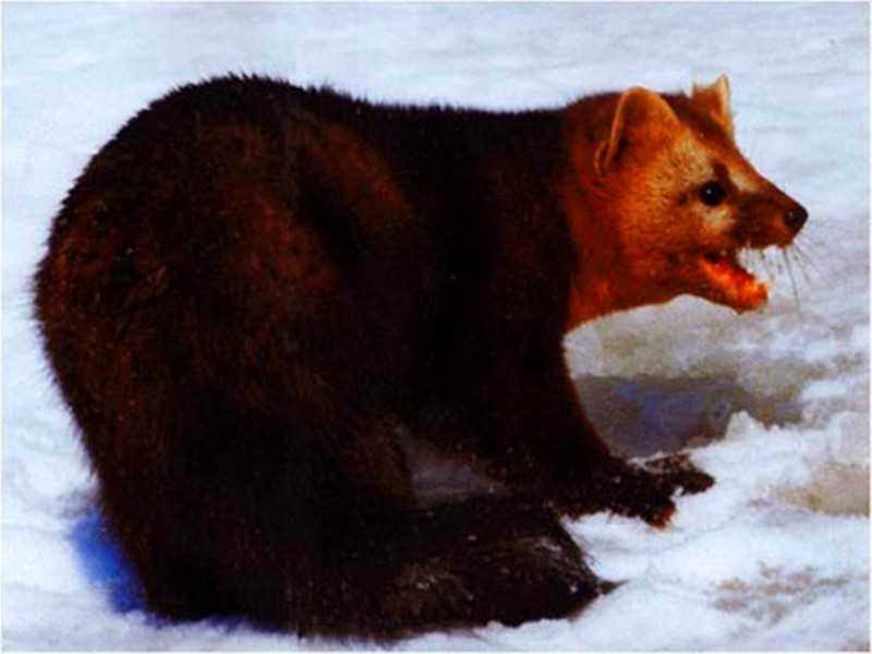  p>黄金貂是 a target="_blank" href="/item