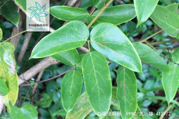 白花油麻藤