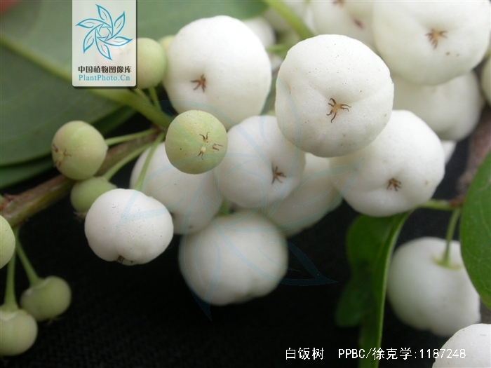 白饭树,中药名
