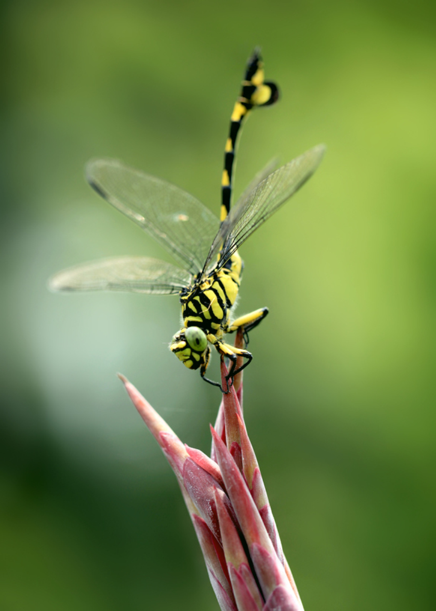 前额顶小斑,后头盾大部分,上唇两大纹,上腭基部外侧均鲜黄色.