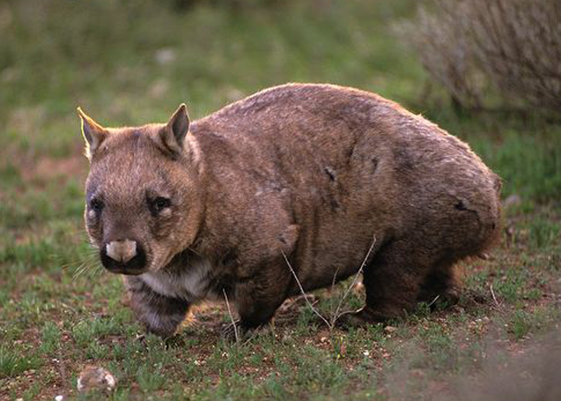 southern hairy-nosed wombat