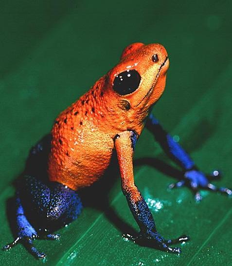 href="#" data-lemmaid="35489">青蛙 /a>,同时也是毒性最强的物种之