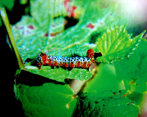 seudyra subflava moore