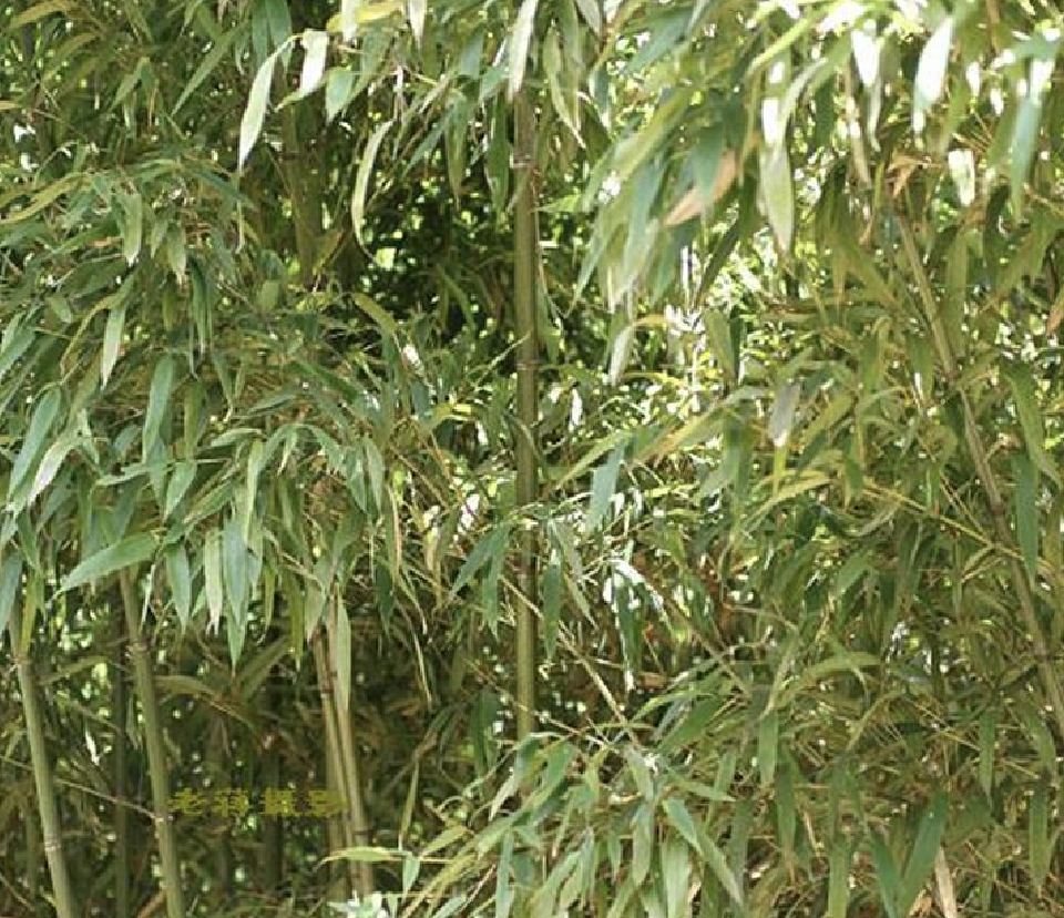 phyllostachys angusta mcclure