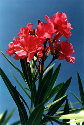  p>合瓣花(adlumia asiatica ohwi),亦称后生花被类,在将被子植物双子