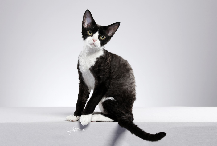 德文卷毛猫适合你家饲养吗？_百科TA说
