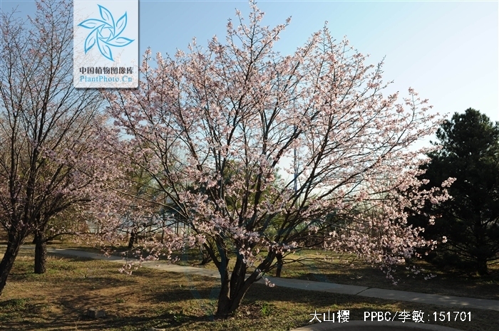  p>大 a target="_blank" href="/item/山樱">山樱 /a>属于蔷薇科李属