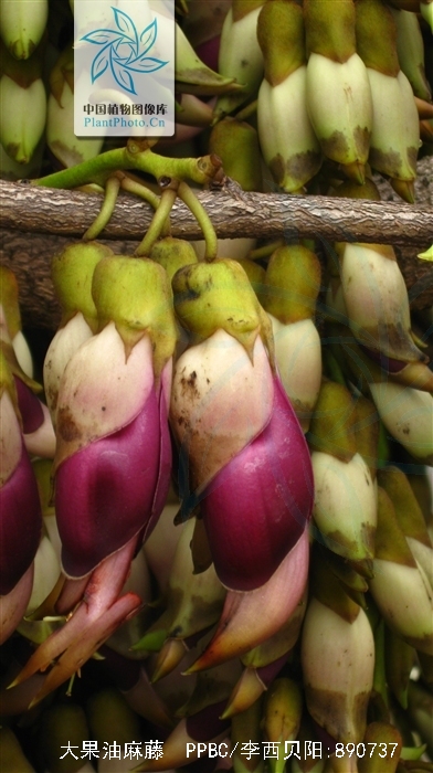 p>大果油麻藤(学名: i>mucuna macrocarpa /i> wall.