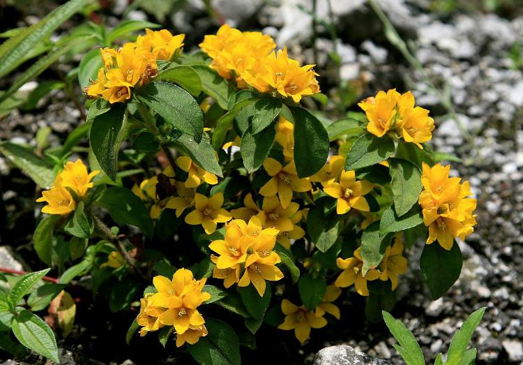  p>白花过路黄(学名: i>lysimachia huitsunae /i>)是 a target="