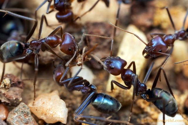  p>臭蚁亚科(dolichoderinae)是主要分布在全球亚