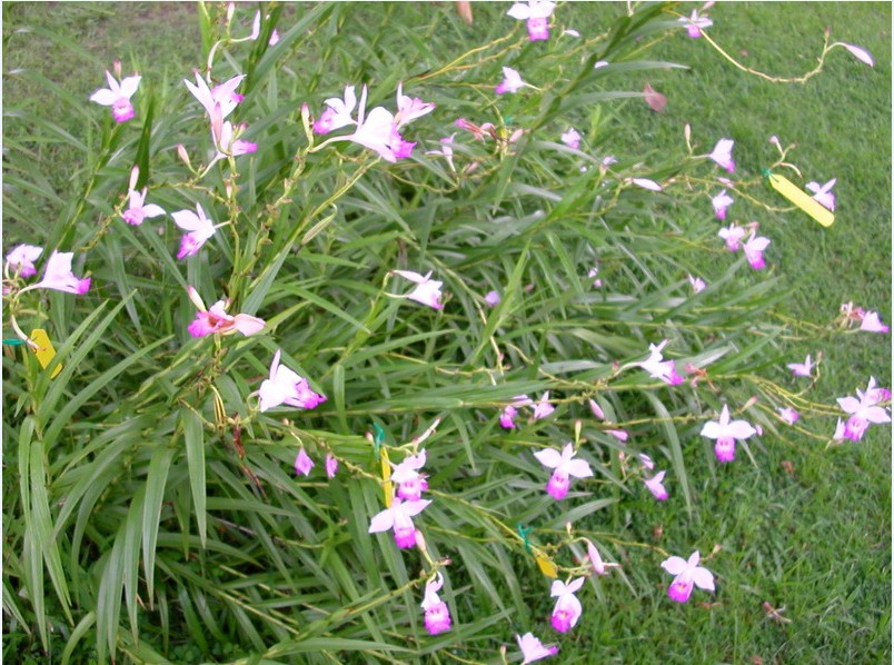  p>竹叶兰(学名: i>arundina graminifolia /i>  (d. don) hochr.