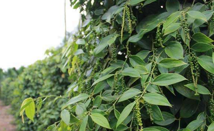 piper submultinerve c. dc.