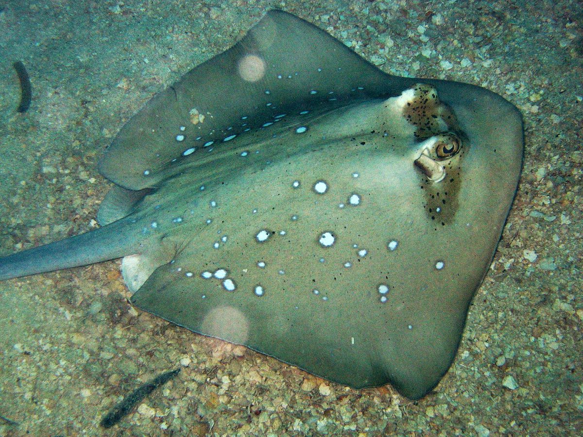  p>古氏魟(学名: i>dasyatis kuhlii /i>)的魟科,魟属的一种鱼类.