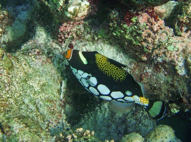  p>花斑拟鳞鲀(学名:balistoides conspicillum):俗名 a href="#"