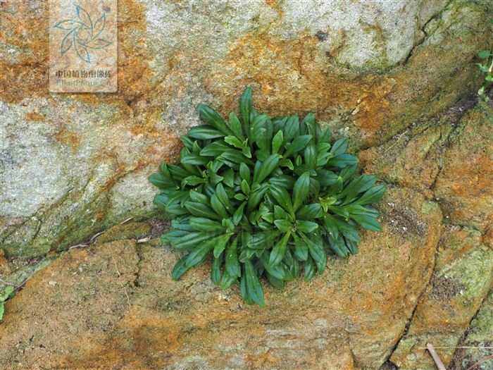  p>滨海珍珠菜(lysimachia mauritiana lam. encycl. meth.