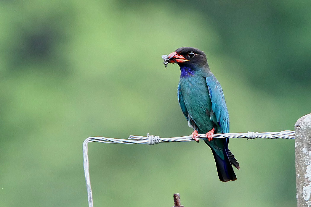  p>三宝鸟(学名: i>eurystomus orientalis /i>)佛法僧科三宝鸟属的