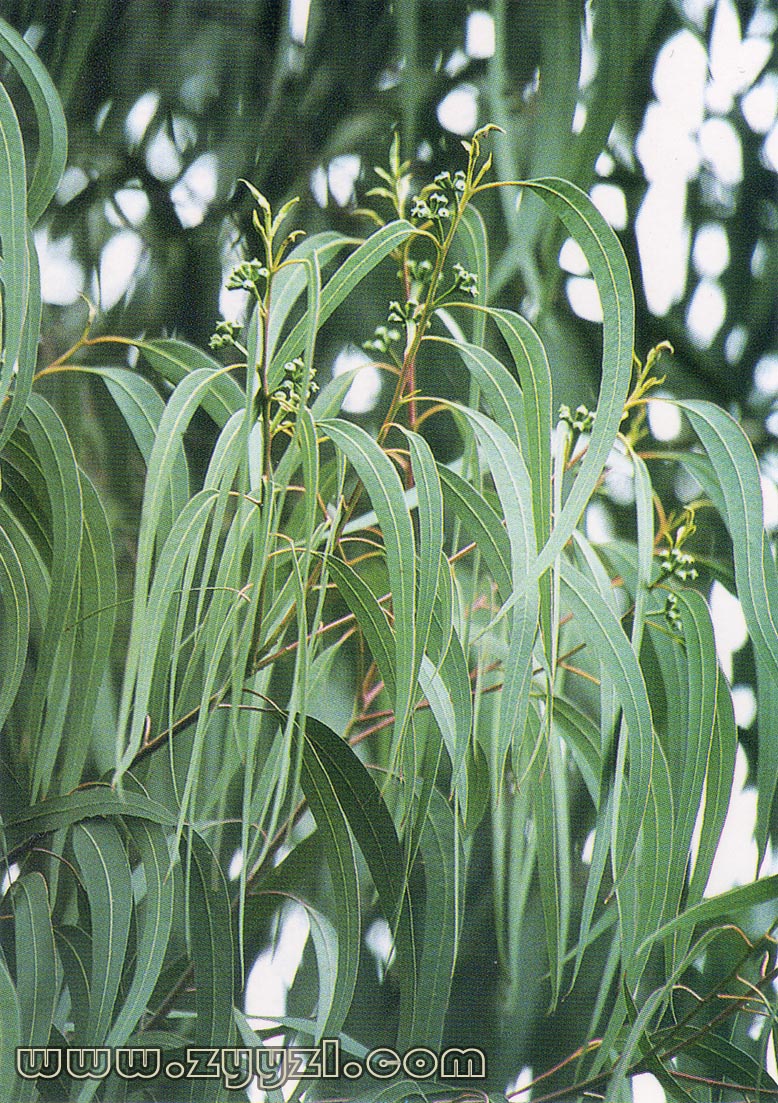  p>蓝桉油为 a target="_blank" href="/item