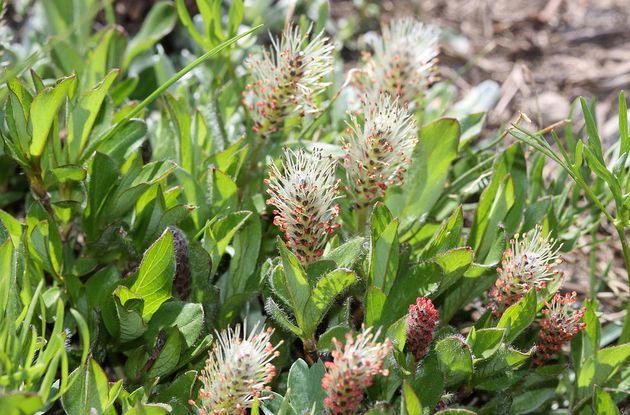  p> b>北极柳 /b>(学名: i>salix arctica /i>)为杨柳科柳属的植物.