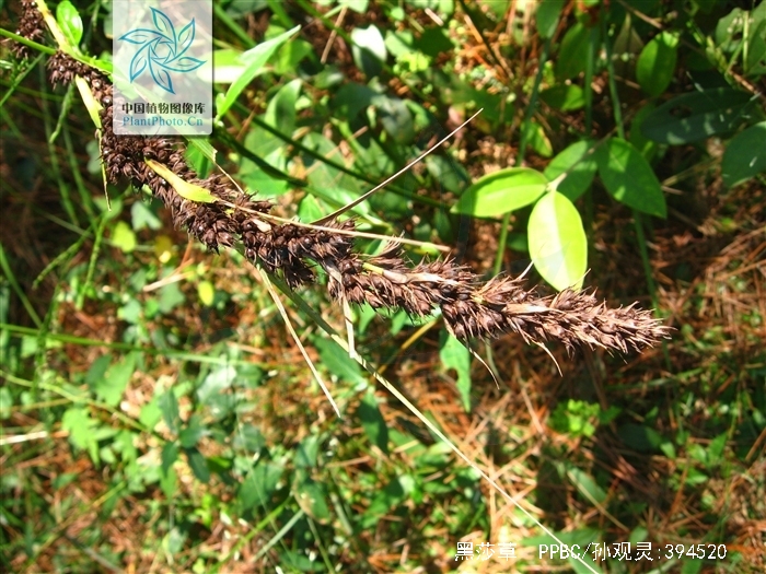  p>黑莎草(拉丁学名:gahnia tristis), a href="#">莎草科 /a> a href