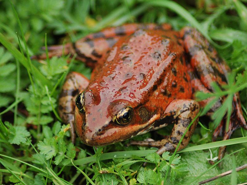  p>蟾舌为 a target="_blank" href="/item/蟾蜍科/2334871" data