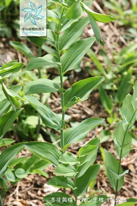  p>多花黄精(学名: i>polygonatum cyrtonema  /i>hua)是百合科黄精属