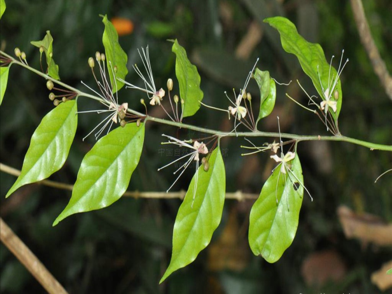 capparis urophylla f. chun
