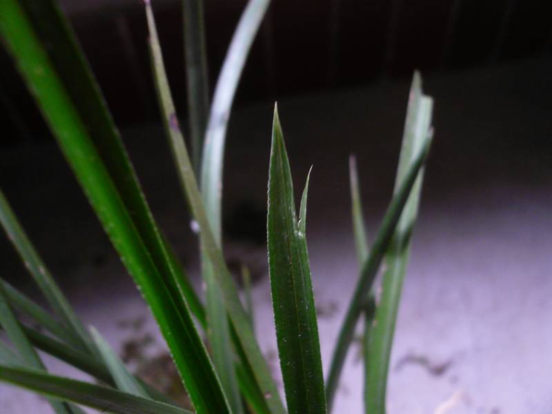 棒棒草