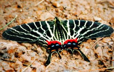 属的一种昆虫,其又名华西褐凤蝶, a data-lemmaid="2694592">三尾凤蝶