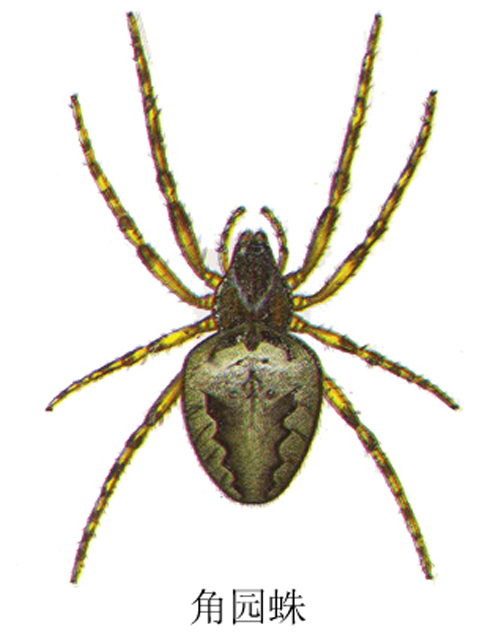 角园蛛