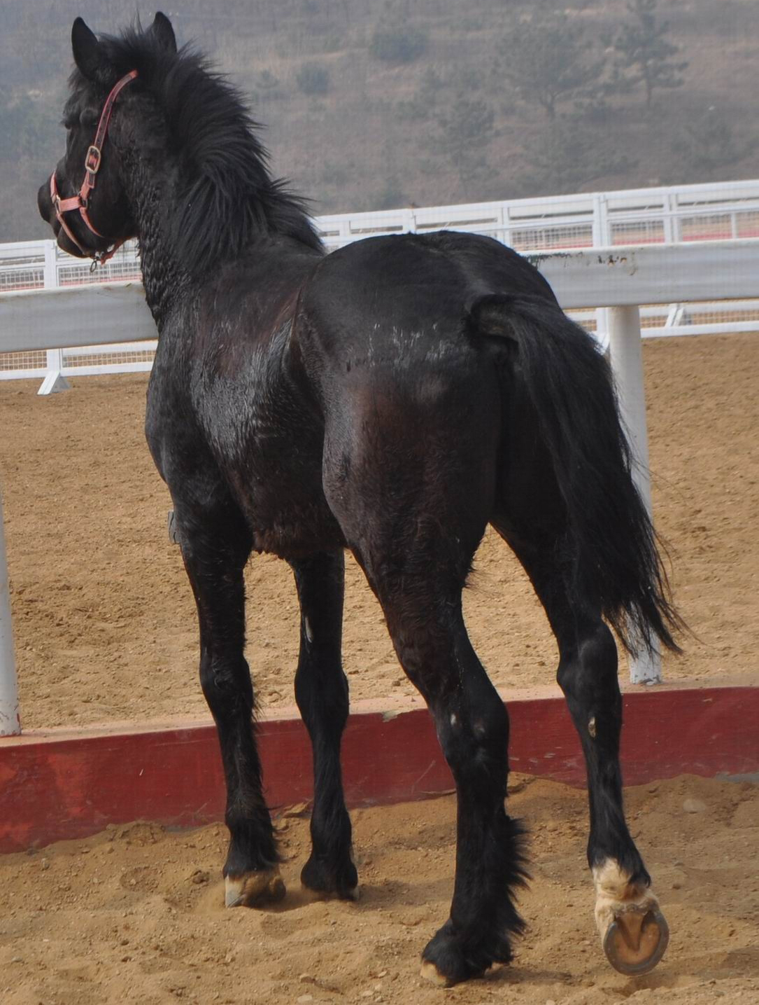 奥尔洛夫快步马