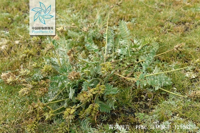  p>黄花棘豆(学名: i>oxytropis ochrocephala /i> bunge&nbsp;)