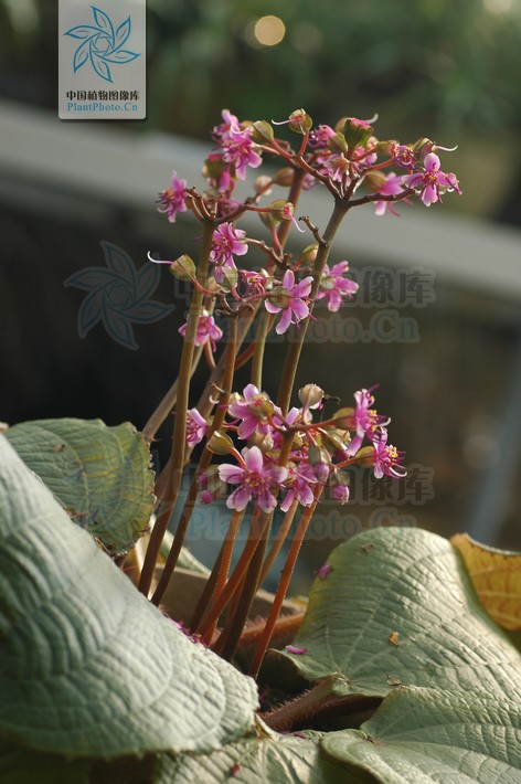 tigridiopalma magnifica c. chen