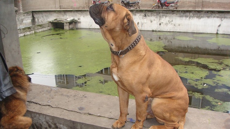 英国马士提夫犬