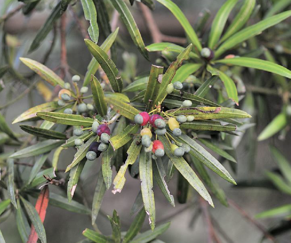  p>百日青(学名: i>podocarpus neriifolius /i> d.