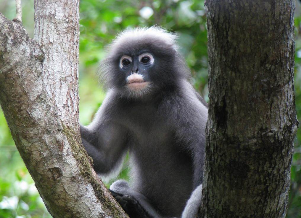  p>眼镜食叶猴,是食叶动物,因为其消化管中含可分解毒素的菌,故食叶猴